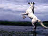 Arabian-horse.jpg (65473 bytes)