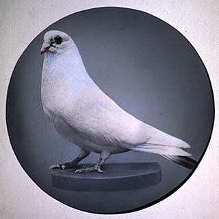 Tesla's white pigeon.