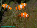 common_clownfish.jpg (73734 bytes)